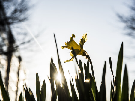 Påskeliljer Billede af påskelilje i det fri