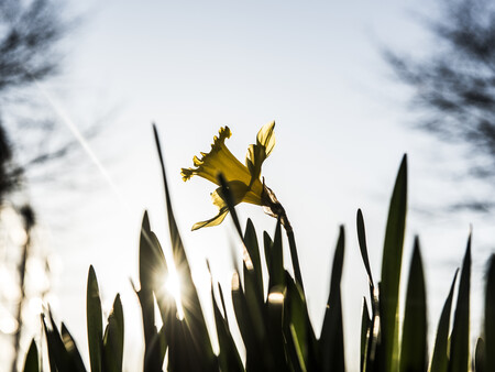 Påskeliljer Billede af påskelilje i det fri
