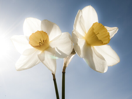 Billede af pinseliljer i det fri