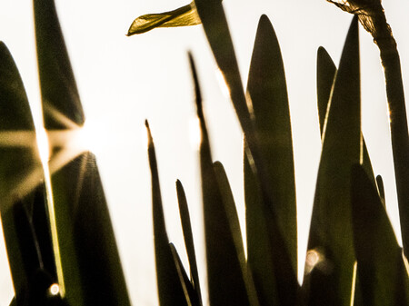 Påskeliljer Billede af påskelilje i det fri