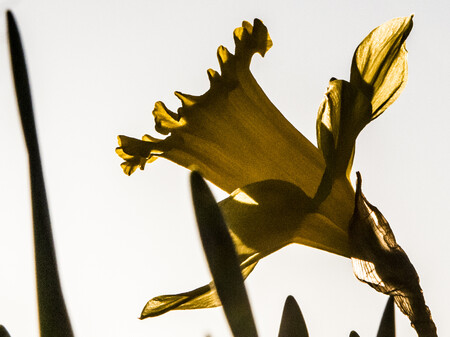Påskeliljer Billede af påskelilje i det fri