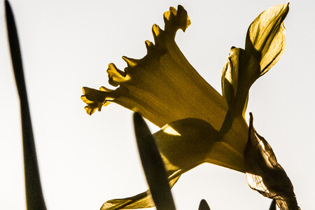 Påskeliljer Billede af påskelilje i det fri