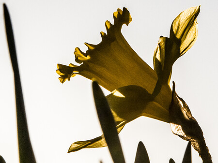 Påskeliljer Billede af påskelilje i det fri