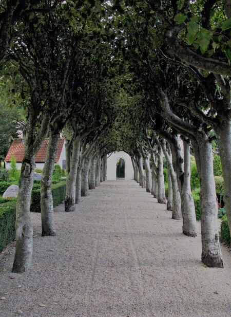 Billede af indgang til kirke Billede af indgangssti med træer til Alslev Kirke