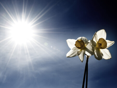 Billede af pinseliljer Billede af pinseliljer i det fri